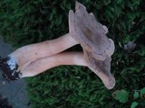 Lactarius helvus image