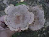 Lactarius helvus image
