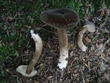 Lactarius lignyotus var. canadensis image