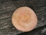 Lactarius pubescens var. betulae image