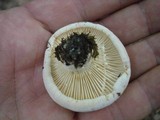 Lactarius subvellereus image