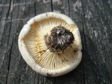 Lactarius subvellereus var. subdistans image
