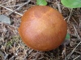 Suillus grevillei image