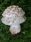 Amanita magniverrucata image