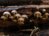 Mycena galericulata image
