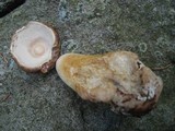 Tylopilus felleus image