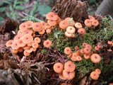 Xeromphalina kauffmanii image