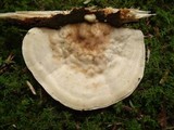 Trametes gibbosa image