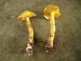 Suillus americanus image