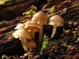 Mycena galericulata image