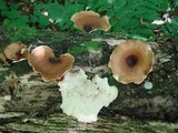 Royoporus badius image