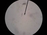 Pluteus chrysophlebius image
