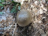 Amanita spreta image