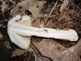 Amanita spreta image