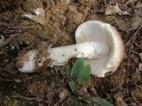 Amanita spreta image