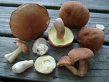 Boletus subcaerulescens image