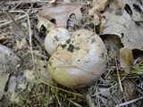 Lactarius argillaceifolius image