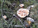 Hydnellum aurantiacum image