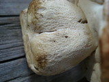 Boletus subcaerulescens image