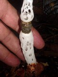 Staheliomyces cinctus image