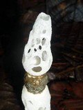 Staheliomyces cinctus image
