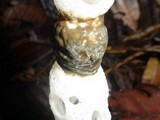 Staheliomyces cinctus image