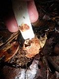 Staheliomyces cinctus image
