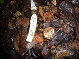 Staheliomyces cinctus image