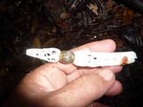 Staheliomyces cinctus image