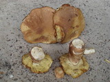 Boletus subcaerulescens image