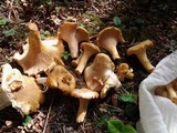 Cantharellus formosus image