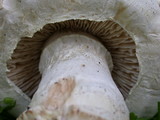 Amanita magniverrucata image