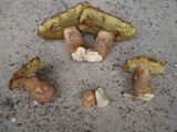 Boletus subcaerulescens image