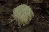 Ramariopsis kunzei image