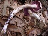 Laccaria ochropurpurea image