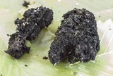 Scorias spongiosa image