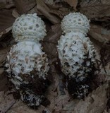 Amanita subcokeri image