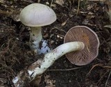Cortinarius alboviolaceus image