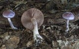 Cortinarius iodes image