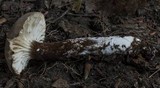 Lactarius gerardii image