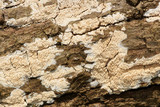 Schizopora paradoxa image