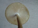 Amanita sect. Vaginatae image