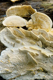 Trametes pubescens image