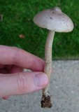 Amanita sect. Vaginatae image