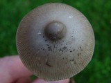 Amanita sect. Vaginatae image