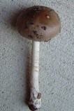 Amanita rhacopus image