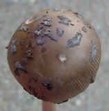 Amanita rhacopus image