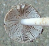 Amanita rhacopus image
