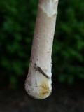 Amanita rhacopus image