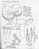Russula veternosa image